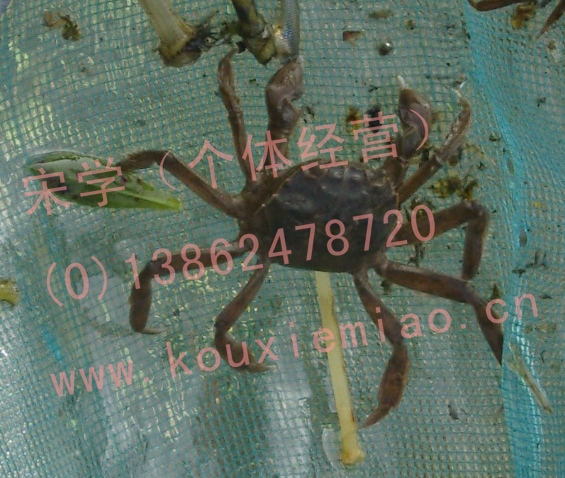 扣蟹苗是扣蟹苗MM在国庆回家时候拍的呢,需要的养殖户,和宋学先生联系 13862478720