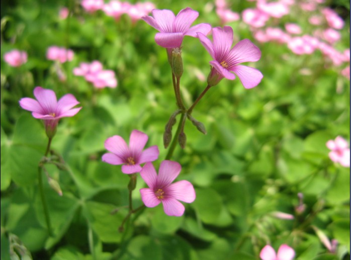 供应苗木-红花醡浆草,红花醡浆草直销基地,俗称红花草,太阳花