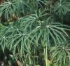 �ö�ɡ syneilesis aconitifolia