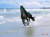 �ڷɻ�ӭ����