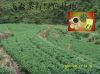 ��ɭ��ɫ�л�����