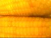 �ó�Ŷ      