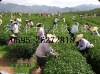 采茶工人忙