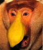 Proboscis(long-nosed monkey)长鼻猴