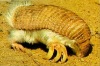 Pink Fairy Armadillo小铠鼠晏