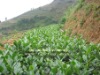 茶村新纵茶树