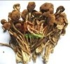 野山菌的五大营养成分:1、菌多糖:具有抗病毒、抗肿瘤、调节免疫功能和刺激干扰素形成等功能。2、蛋白质:野山菌的蛋白质是水溶性的,极易被人体消化吸收和利用。