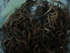 小虫草