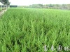 4.���ؽ��գ������д�