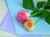 ala258�Ĳ���