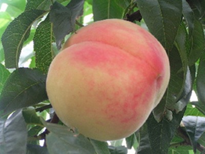 ��Աͷ��