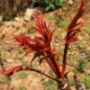 duolaimiseed�Ĳ���