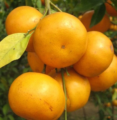 ��Աͷ��