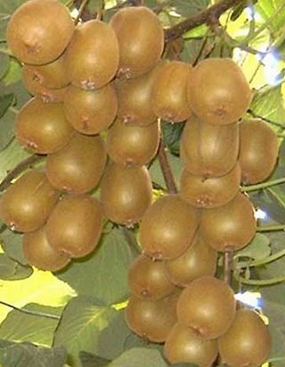 ��Աͷ��
