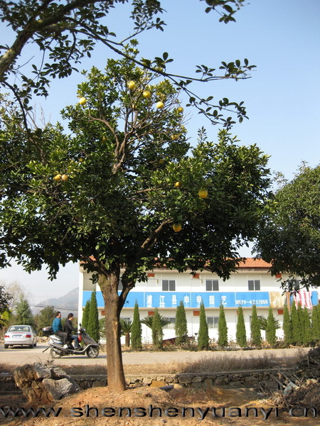 ��Աͷ��