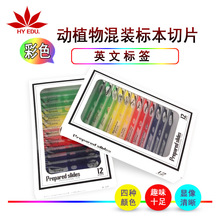 紅葉教儀顯微鏡標本塑料動物植物昆蟲類四色12片混裝生物標本套裝