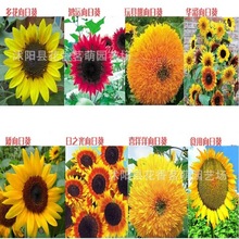 新采花卉種子 矮向日葵花種子 盆栽花 花草種子四季播 陽台易種