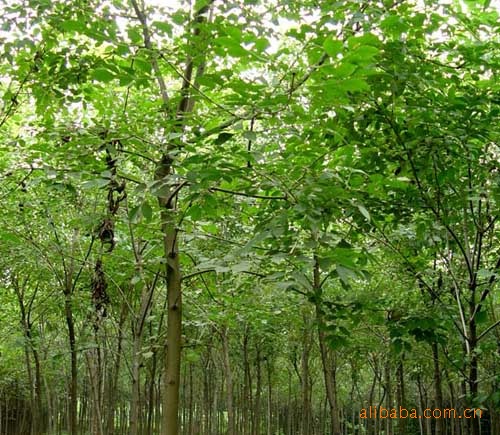 河北保定供應一至二十五公分白蠟樹苗木，另有多種花灌木。