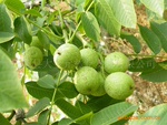 四川核桃苗,湖北核桃苗,云南核桃苗