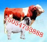 供应牛羊、肉牛、波尔山羊、种牛山东益民养羊场