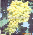 供应批发新疆特产吐鲁番无核白葡萄(图)全程代办