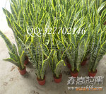 ��Ӧ��߻�Ƥ���������� ���� 3���� ���ڼ���β��  ��Ҷֲ������