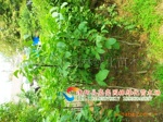 ��Ӧ������ƻ��������������ľ����