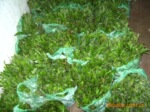 黄莺种苗大量生产销售,优质品种黄莺