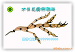 供应莲藕种——莲藕新品种