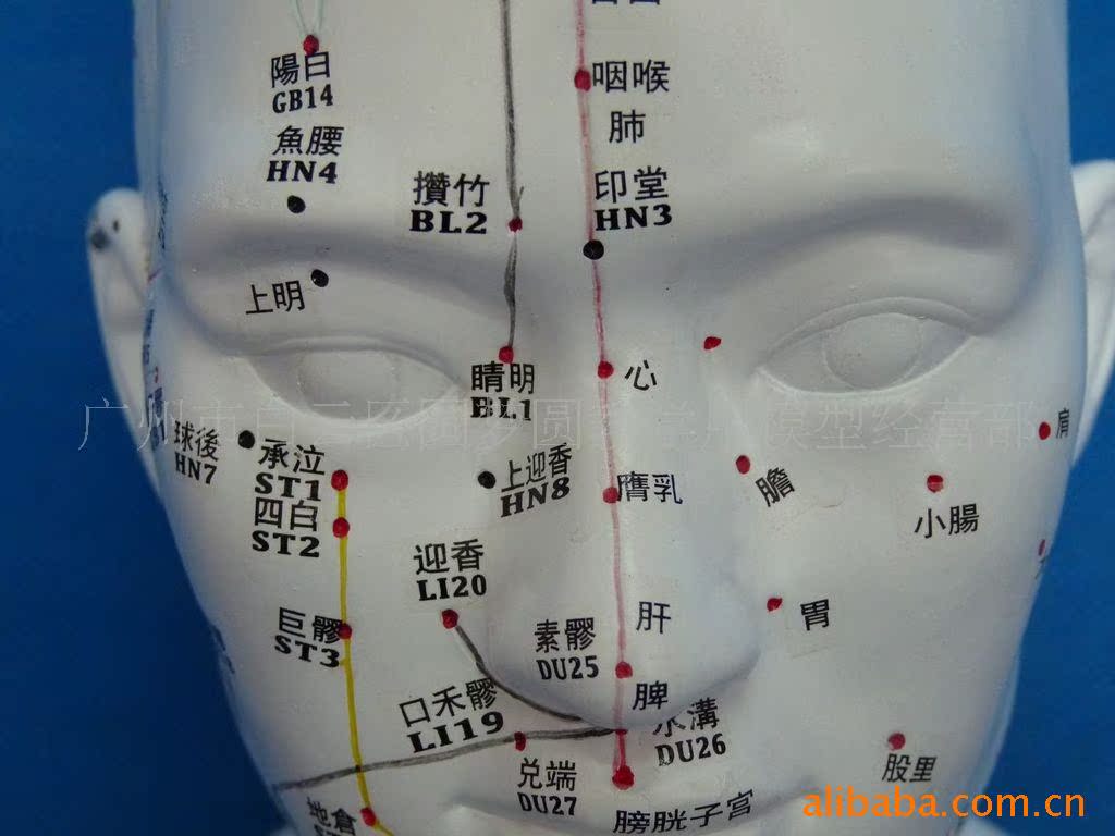 26cm人体头部针灸模型 头部穴位按摩模型