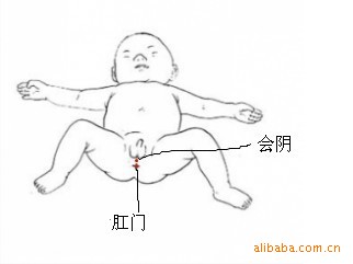 会阴穴图片