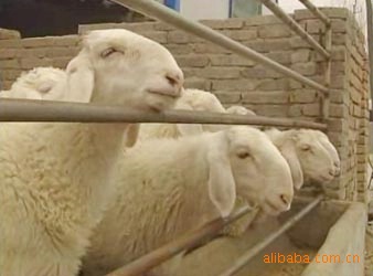 （图）小尾寒羊价格&小尾寒羊介绍&小尾寒羊效益&小尾寒羊养殖场