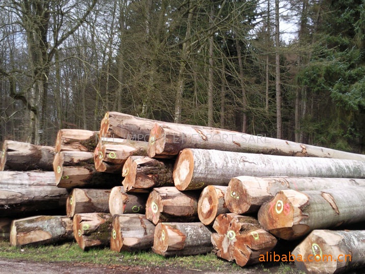 ab级根材榉木原木 直径60 pefc认证图片_3