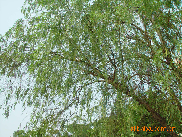 供应绿化树种 小枝细长杨柳树