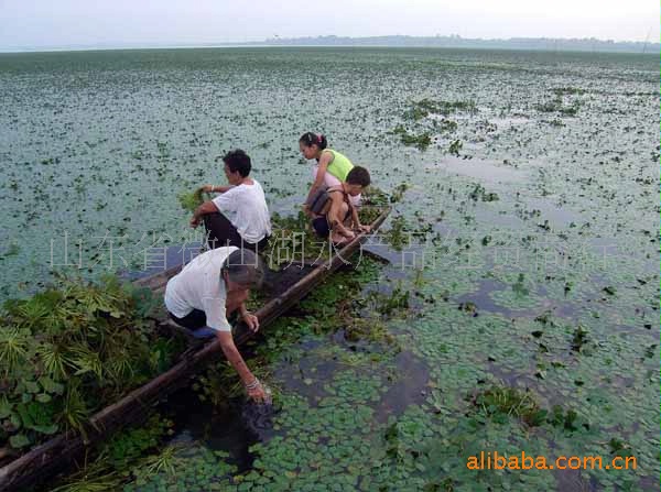 其他作物及副产品 批发供应野生菱角米 菱角仁 菱角粉       微山湖