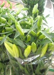 供应百合,满天星,蛇鞭菊,相思豆等鲜切花