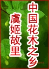 自产自销绿化苗木 丰花月季