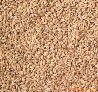 供应优质小麦玉米