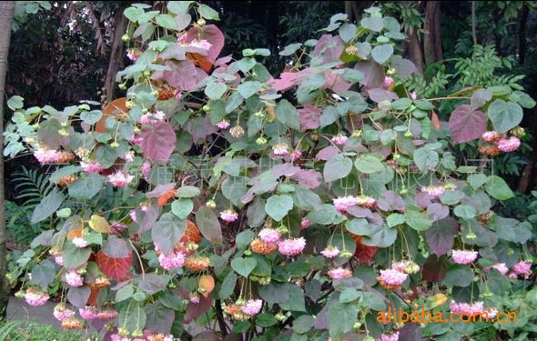 东莞供应珍贵花种非洲芙蓉,百铃花,吊芙蓉