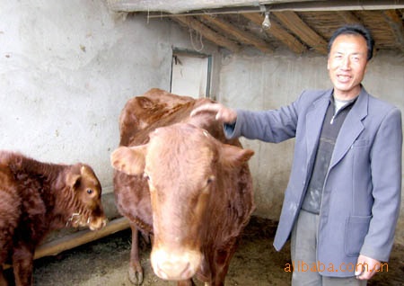 肉牛肉牛养殖波尔山羊养牛-山东济宁天鑫牧业养殖场
