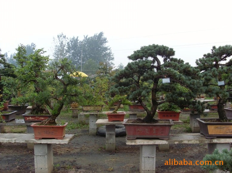 大量供应:五针松盆景 迎客松 造型独特 大型盆景系列!