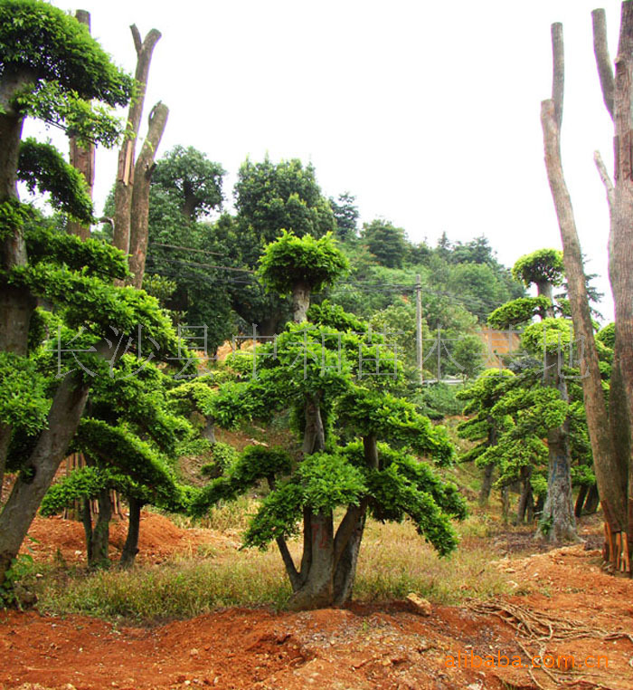供应别墅绿化工程乔木大树造型榆树胸径12--40公分,榆树盆景