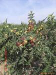 自家种植无公害绿色健康海平大枣