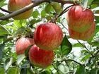 富士苹果/王林苹果/资讯搜索列表/郑州果品研究所最新苹果品种
