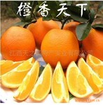 信丰特产脐橙 真的很好吃