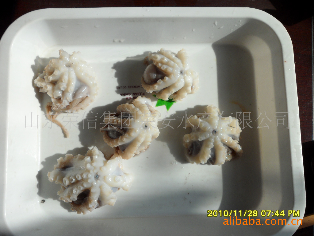 海鲜出口冷冻水产品批发黄海产天然野生翻花小章鱼