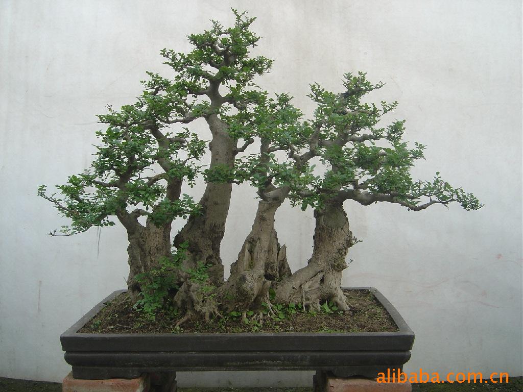 供应对节白腊 巨型盆景(图)