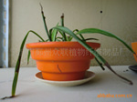 可降解植物纤维花盆