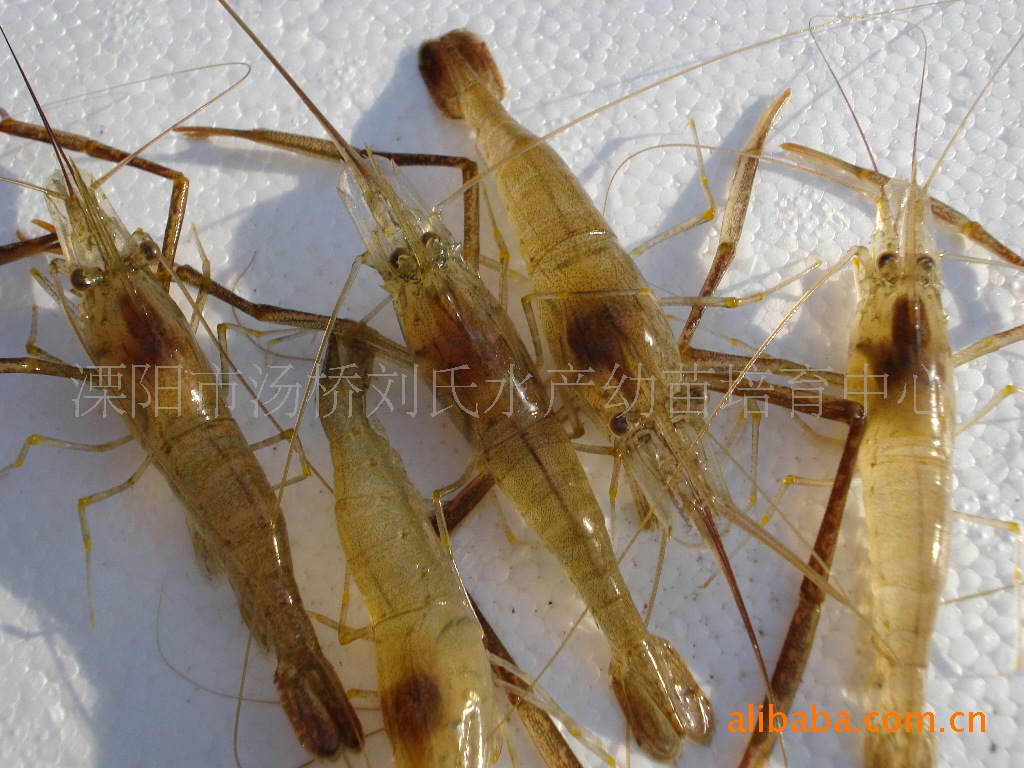 >>供应批发优质淡水鲜活河虾苗产品详情 动物种类:虾类 产地/厂家