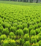 低价出售洒金柏 保证质量,价格合理,货源稳定!